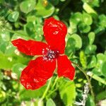 Papaver apulum flower picture by dimitris log (cc-by-sa)