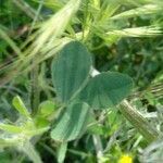 Trifolium hirtum leaf picture by Manuel Barón (cc-by-sa)