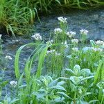 Cardamine raphanifolia habit picture by francois tissot (cc-by-sa)