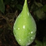 Passiflora lobata fruit picture by Nelson Zamora Villalobos (cc-by-nc)