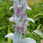 Stachys byzantina flower picture by Vincent Hamain (cc-by-sa)