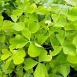 Marsilea quadrifolia leaf picture by den lo (cc-by-sa)