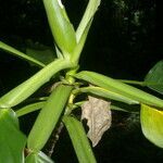 Philodendron aurantiifolium leaf picture by Nelson Zamora Villalobos (cc-by-nc)