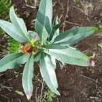 Embothrium coccineum leaf picture by Celis Diego (cc-by-sa)