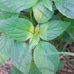 Acalypha virginica leaf picture by dario ruggieri (cc-by-sa)