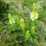 Pedicularis comosa habit picture by Alain Bigou (cc-by-sa)