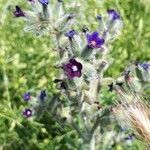 Anchusa undulata habit picture by Rui Delgado (cc-by-sa)