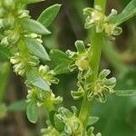 Beta vulgaris flower picture by cirse (cc-by-sa)