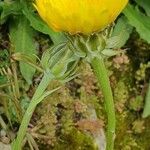 Crepis albida habit picture by joselu_4 (cc-by-sa)