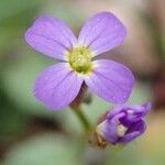 Arabis verna flower picture by Michel Michel MONTEIL (cc-by-sa)