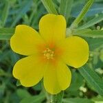 Ludwigia grandiflora flower picture by Yoan MARTIN (cc-by-sa)