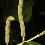 Piper cordulatum fruit picture by Nelson Zamora Villalobos (cc-by-nc)