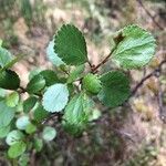 Betula glandulosa leaf picture by Joseph Littlehorn (cc-by-sa)