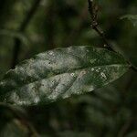 Brunfelsia guianensis leaf picture by Jean-François Molino (cc-by-sa)