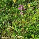 Betonica officinalis habit picture by Marjorie Berard (cc-by-sa)