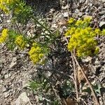 Euphorbia cyparissias habit picture by Jacques Zuber (cc-by-sa)