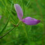 Galactia volubilis flower picture by Sylvain Piry (cc-by-sa)