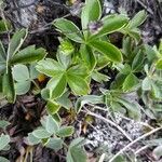 Potentilla aurea leaf picture by Adrien Zucchelli (cc-by-sa)