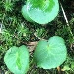 Soldanella villosa leaf picture by Diego Alex (cc-by-sa)