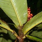 Ardisia wedelii flower picture by Nelson Zamora Villalobos (cc-by-nc)