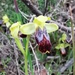 Ophrys fusca flower picture by Philippe-Emmanuel Coiffait (cc-by-sa)