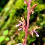 Corallorhiza mertensiana flower picture by Christy Doyon (cc-by-sa)