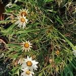 Gazania rigens habit picture by Valérie (cc-by-sa)