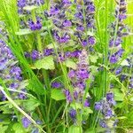 Ajuga genevensis habit picture by Re He (cc-by-sa)