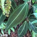 Miconia calvescens leaf picture by Louise bray (cc-by-sa)