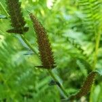 Polystichum acrostichoides fruit picture by William Coville (cc-by-sa)