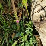 Vicia sativa habit picture by Yves MORENO (cc-by-sa)