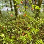 Euonymus latifolius habit picture by grutz (cc-by-sa)