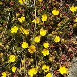 Potentilla heptaphylla habit picture by marco.ao (cc-by-sa)