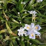 Iris japonica leaf picture by Morbiato Roberto (cc-by-sa)