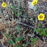 Tuberaria guttata habit picture by Sergio-OMA (cc-by-sa)