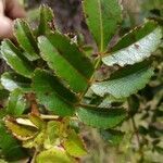 Weinmannia mauritiana leaf picture by Schnittler Martin (cc-by-sa)