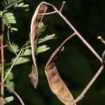 Piptadenia flava fruit picture by Nelson Zamora Villalobos (cc-by-nc)