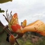 Erythrina fusca flower picture by Julian Maya (cc-by-sa)