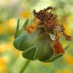 Coreopsis grandiflora fruit picture by Yoan MARTIN (cc-by-sa)