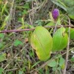 Gentiana andrewsii leaf picture by Railey (cc-by-sa)