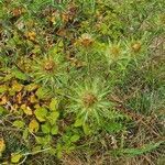 Carlina vulgaris fruit picture by Monique TROEL-SYS (cc-by-sa)