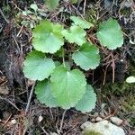 Heuchera rubescens leaf picture by Di Abolique (cc-by-sa)