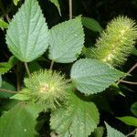 Acalypha arvensis fruit picture by Nelson Zamora Villalobos (cc-by-nc)