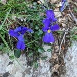 Viola eugeniae flower picture by Denis Bastianelli (cc-by-sa)