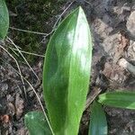 Gavilea lutea leaf picture by Daniel Barthelemy (cc-by-nc)