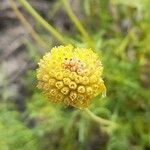 Gaillardia megapotamica flower picture by Trap Hers (cc-by-sa)