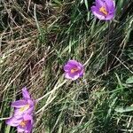 Crocus nudiflorus flower picture by kurtzio (cc-by-sa)