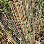 Festuca asplundii leaf picture by Fabien Anthelme (cc-by-sa)