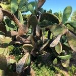 Opuntia ficus-indica habit picture by Yann Samuelides (cc-by-sa)