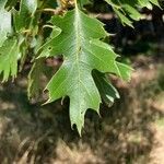 Quercus kelloggii leaf picture by Alana Moceri (cc-by-sa)